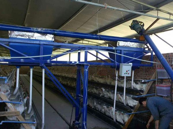 全自動籠養蛋雞設備